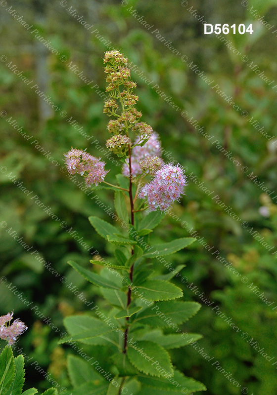 Spiraea alba